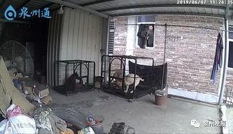 泉州爆料大狗视频,究竟何方神圣?  第2张 泉州爆料大狗视频,究竟何方神圣?  第2张